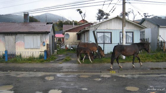 bntpal_1435399195_61