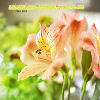 bntpal_1435494490_51
