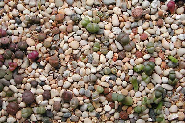  )Living Stones bntpal_1435591005_28