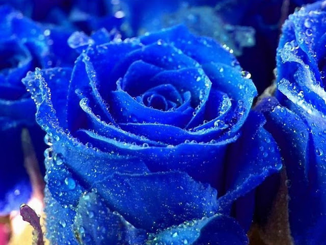 bntpal_1435612990_74