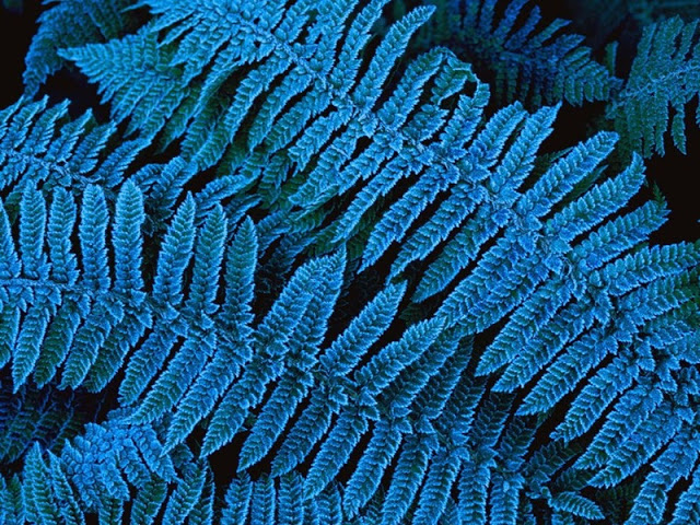 bntpal_1435612991_45