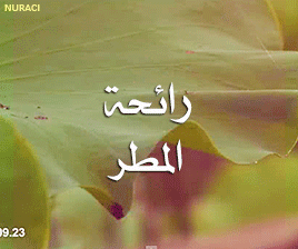 " ' " bntpal_1435650449_63