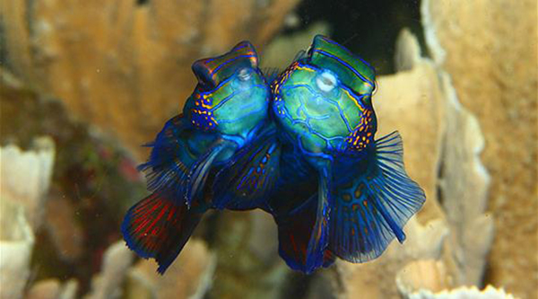  bntpal_1436165082_26