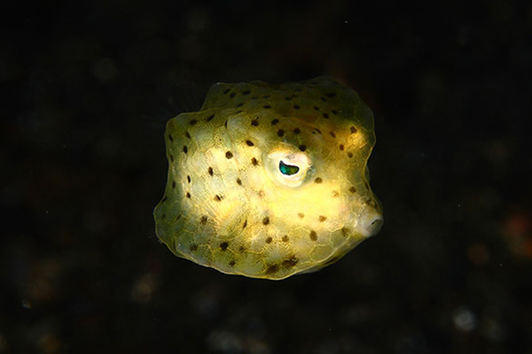  bntpal_1436165085_99