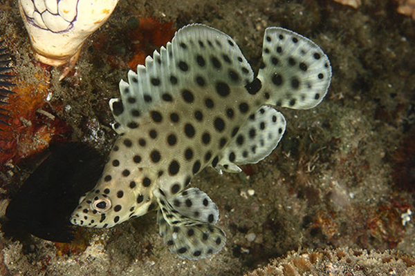  bntpal_1436165093_79