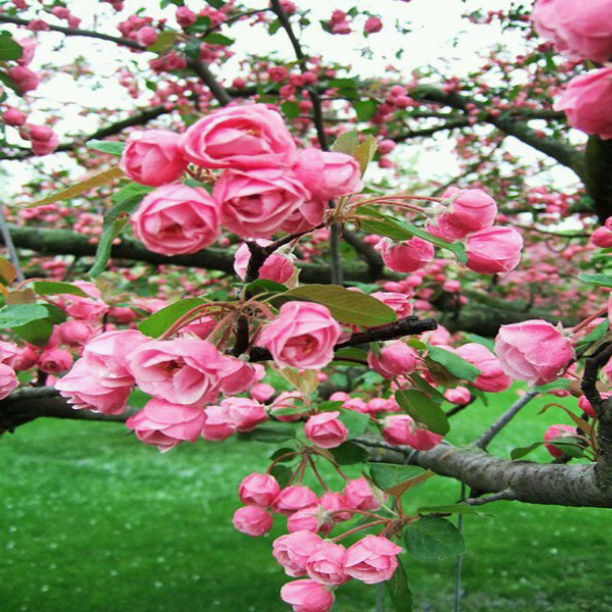 bntpal_1436906909_35