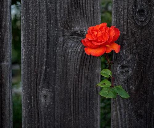 bntpal_1436906910_66