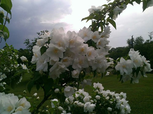 bntpal_1436906915_39