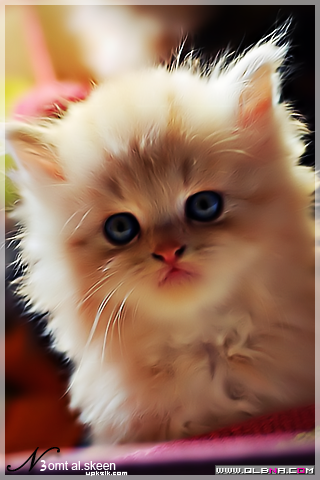  2015 bntpal_1437726087_92