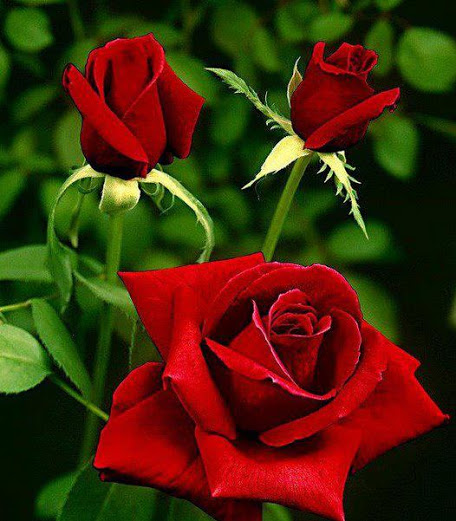 . bntpal_1437749178_91