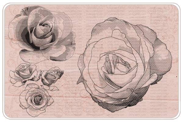 bntpal_1438123649_30