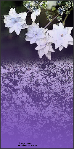  " bntpal_1438290846_61