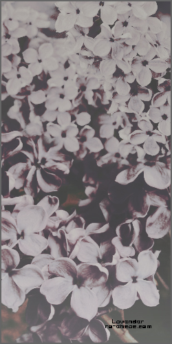  " bntpal_1438290849_73