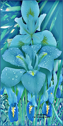  " bntpal_1438290853_89
