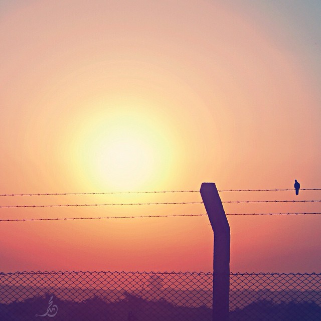 bntpal_1438331562_66