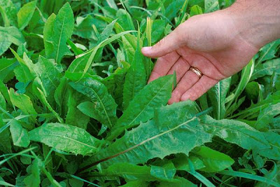  Chicory bntpal_1438332270_87