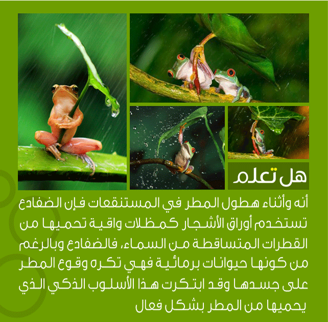 bntpal_1438500342_21