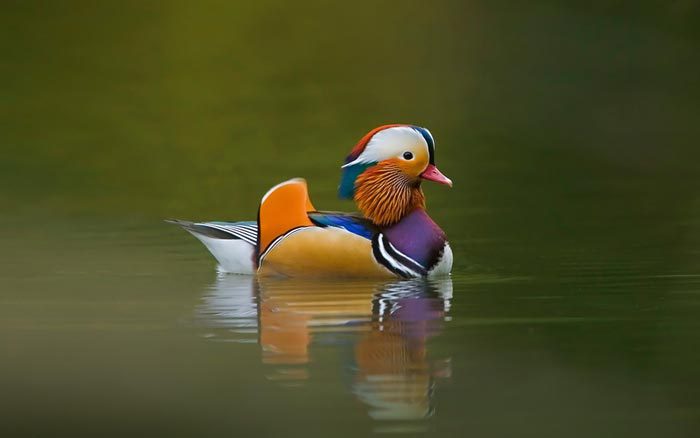 bntpal_1439066524_25