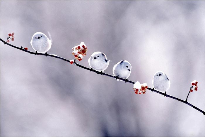 bntpal_1439066568_59