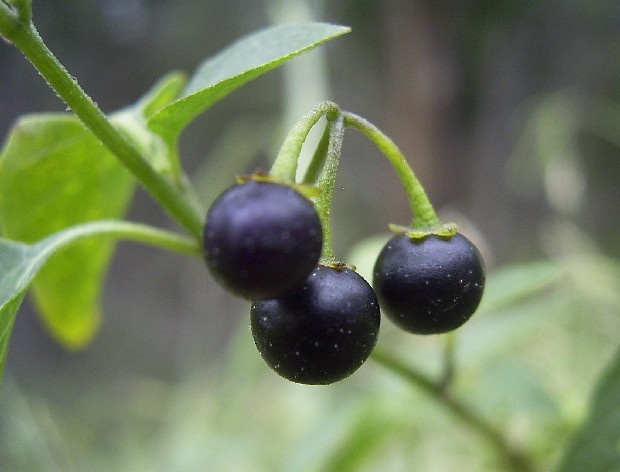 bntpal_1439191438_54