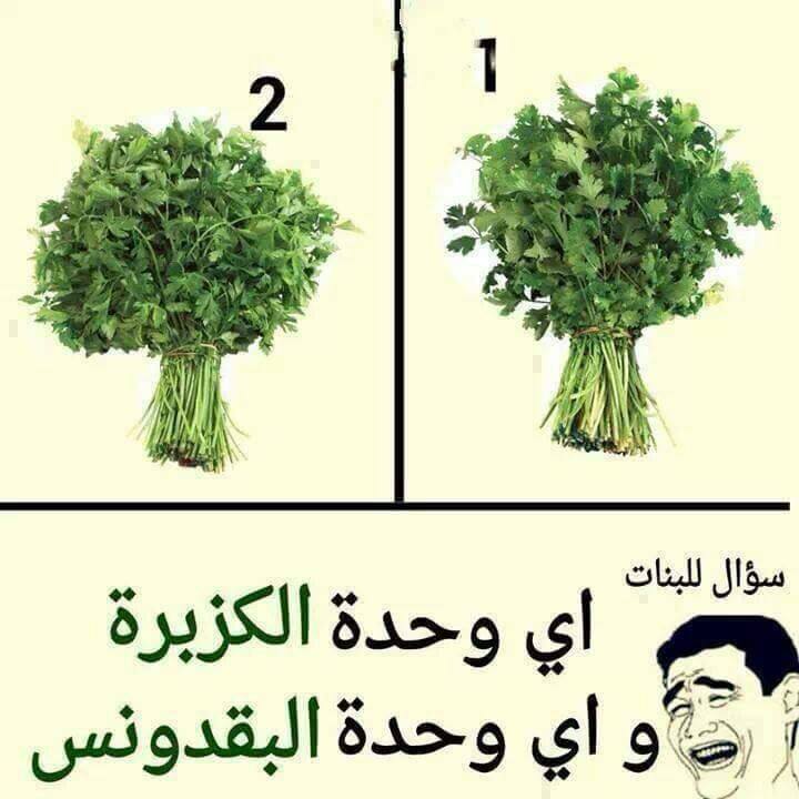 bntpal_1439550913_42