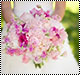  bntpal_1439583040_79