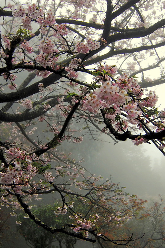" bntpal_1440156951_19