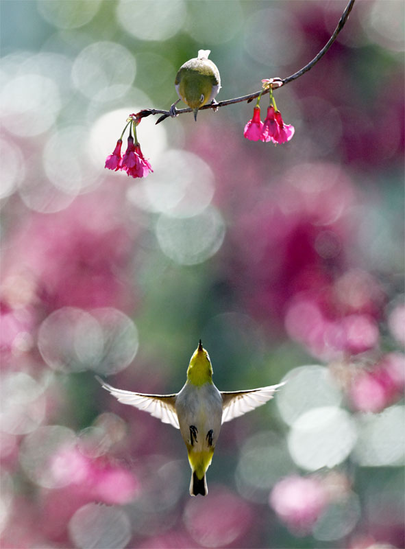 " bntpal_1440156951_44
