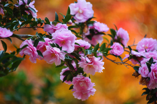 " bntpal_1440156951_49