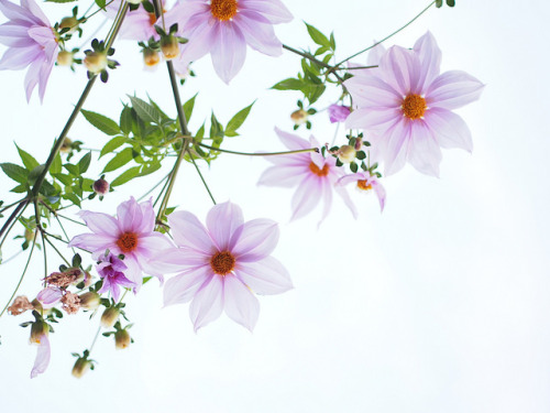 " bntpal_1440156951_54