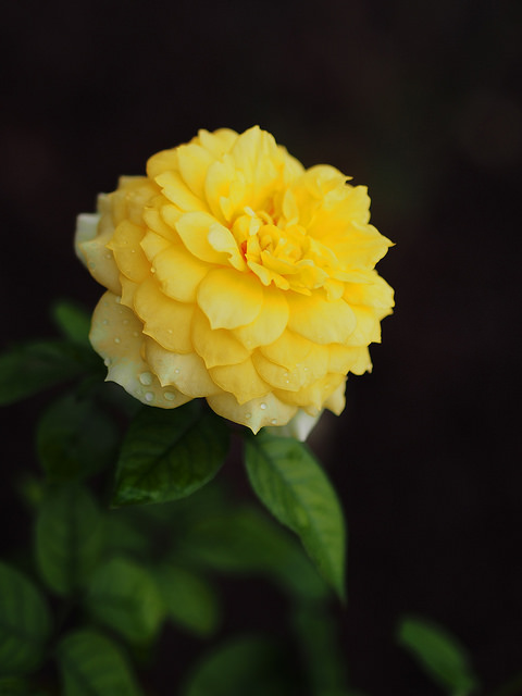 " bntpal_1440156951_61