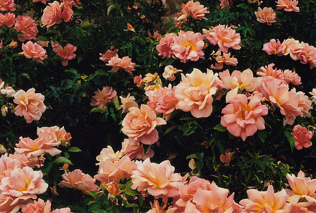 " bntpal_1440156951_67