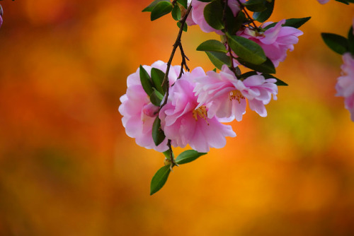" bntpal_1440156952_51