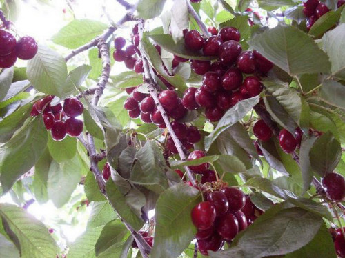 ",  .., bntpal_1440227225_68