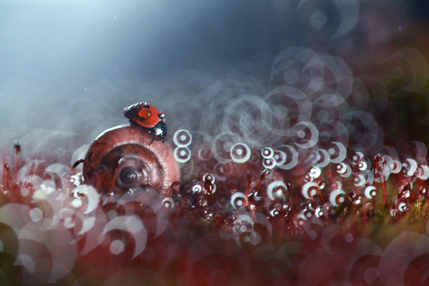  bntpal_1440970095_74