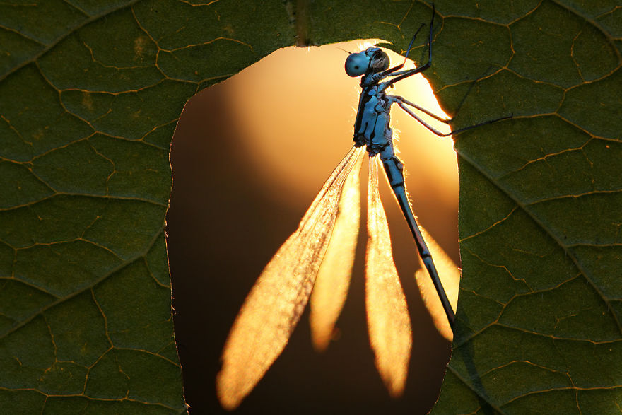  bntpal_1440970099_25