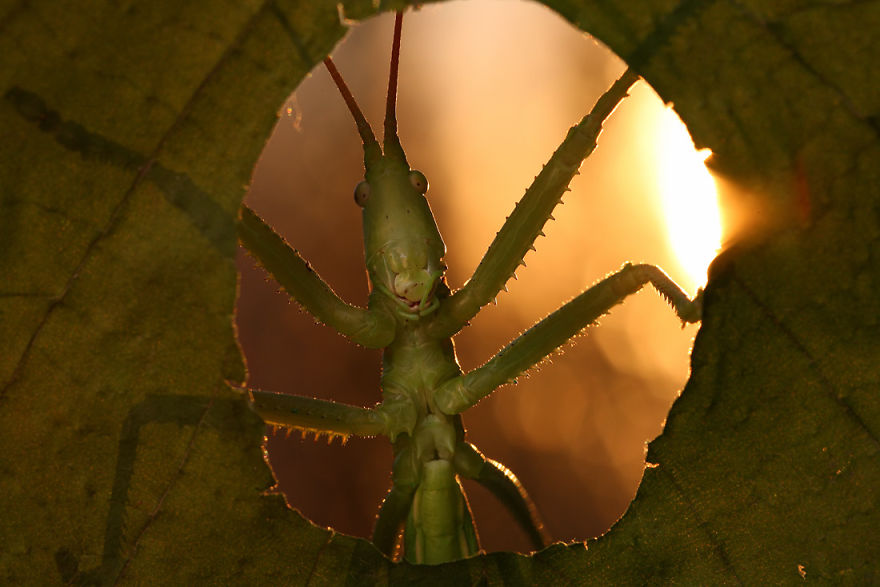  bntpal_1440970101_62
