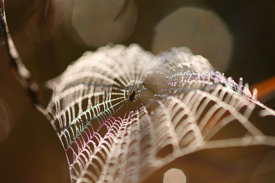  bntpal_1440970103_10