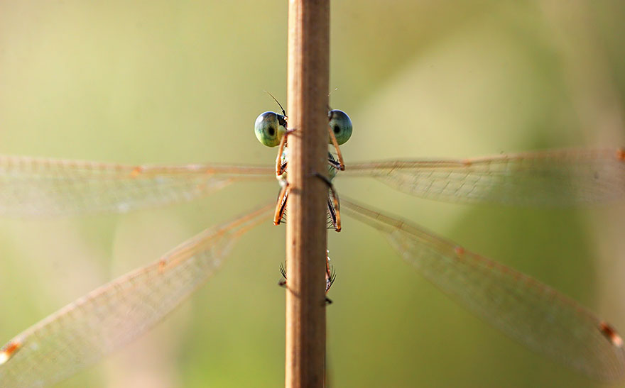  bntpal_1440970104_12
