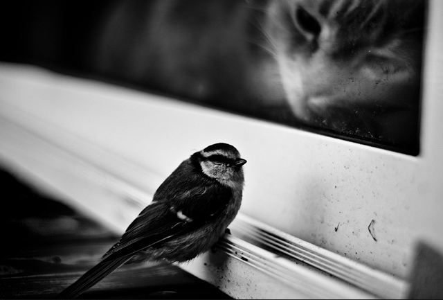 ...| bntpal_1441998609_69