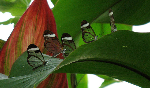    bntpal_1442155859_20