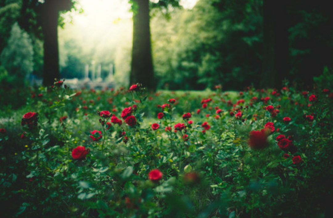  ,,🌹 bntpal_1442241088_70