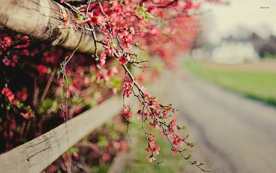  ,,🌹 bntpal_1442241104_16