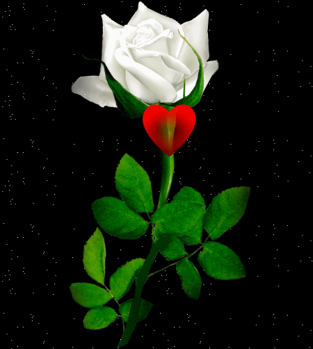 bntpal_1442484952_34
