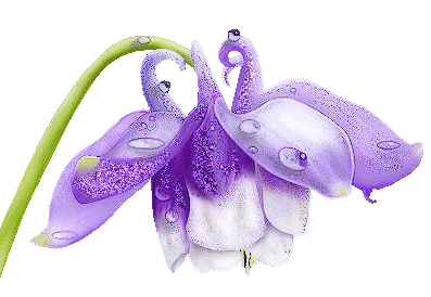     bntpal_1442767966_33