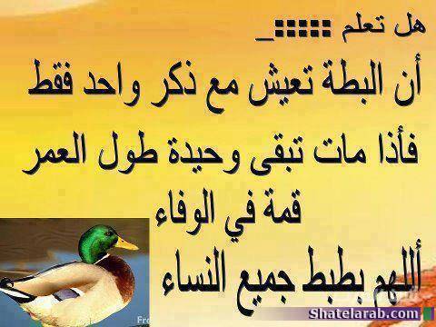 bntpal_1442955842_15