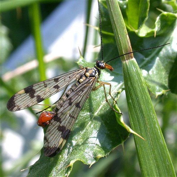  bntpal_1443530917_16