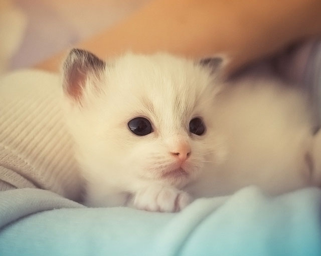   bntpal_1443531306_15