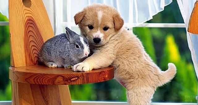   bntpal_1443531308_14