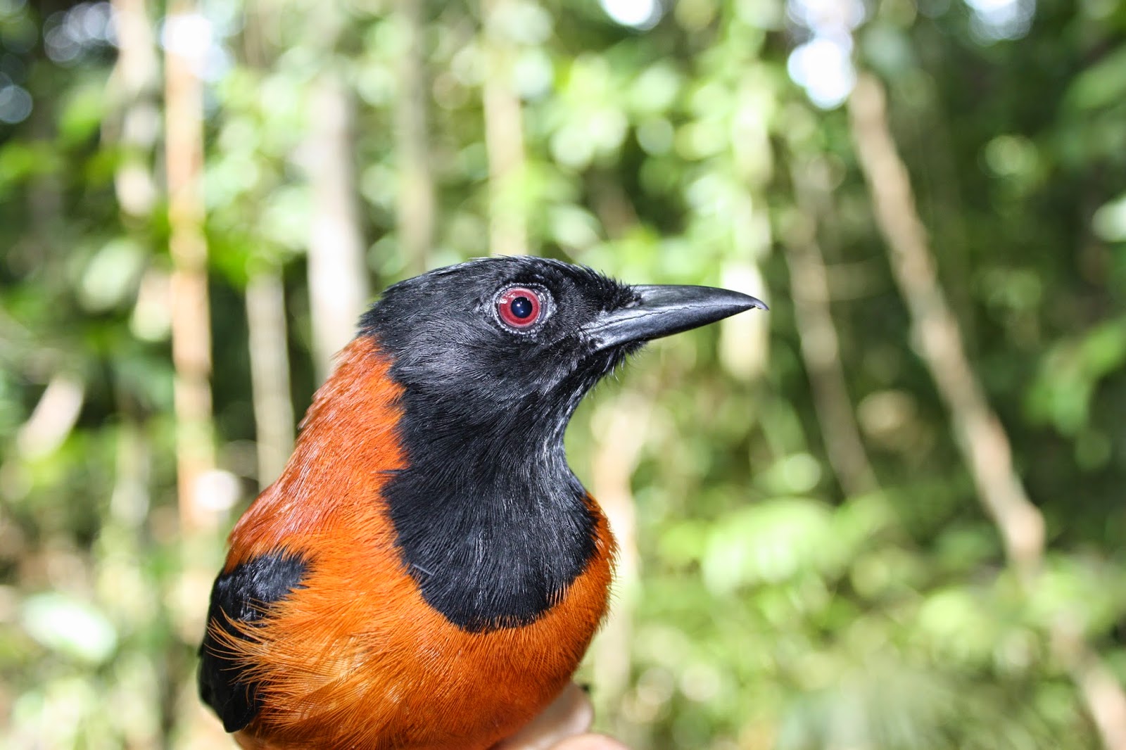  bntpal_1443687426_32